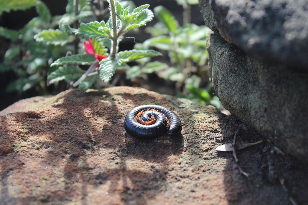 Schwarze und braune Raupe auf braunem Gestein