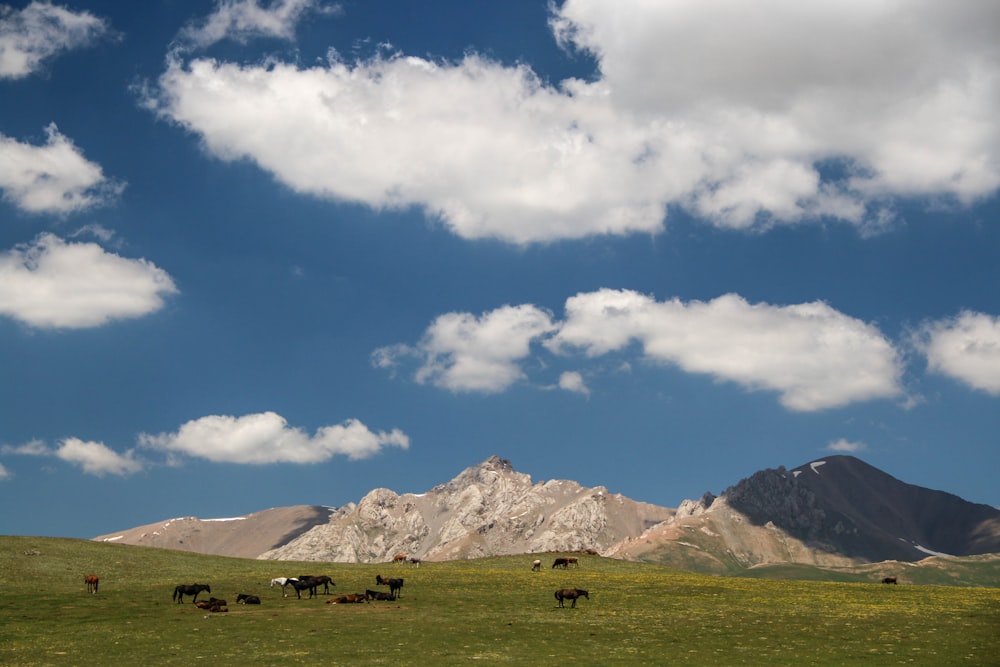 green grass field near snow covered mountains under blue and white sunny cloudy sky during daytime