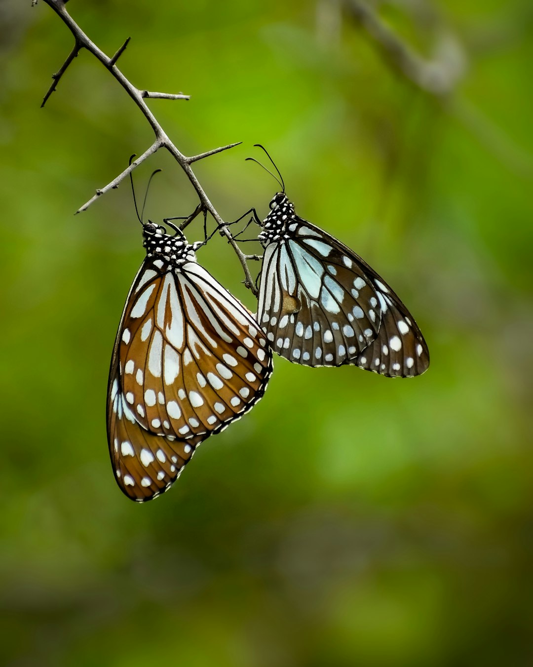 black and white butterfly perched on green plant stem in close up photography during daytime