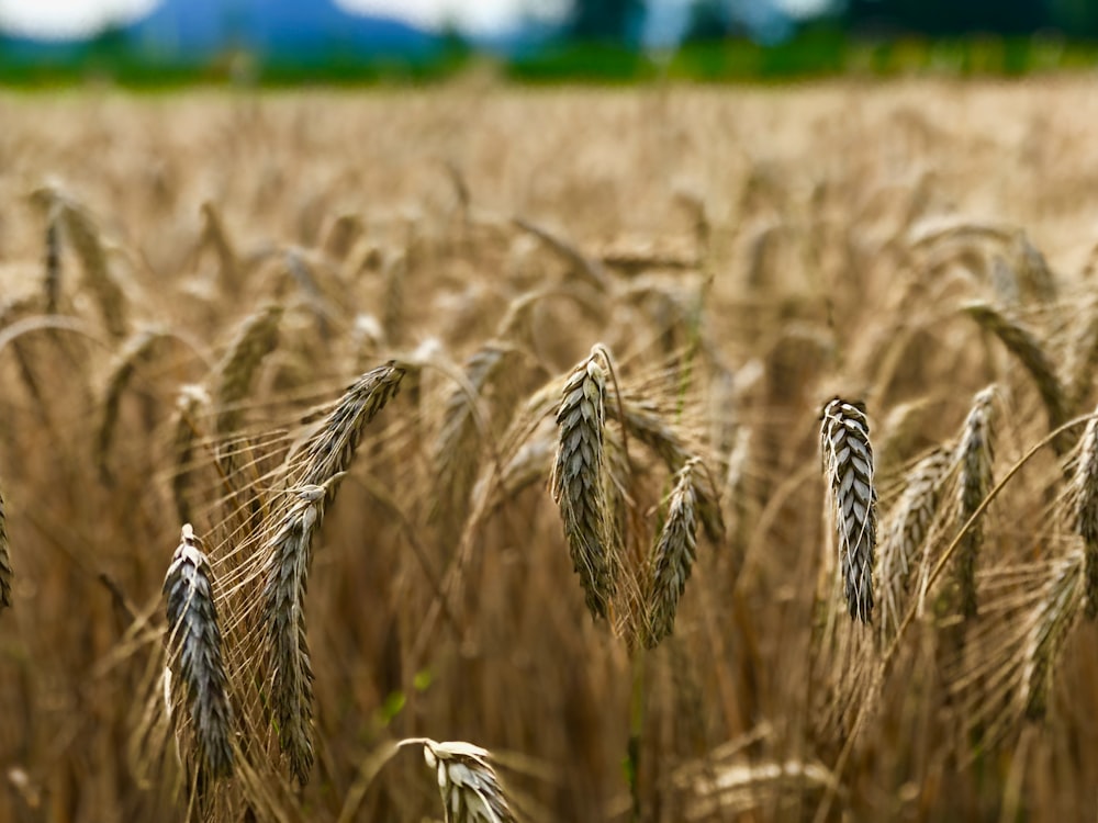 campo di grano bruno durante il giorno