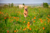 A joyful rescued dog playing in a sunny shelter garden.