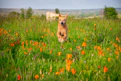 A joyful rescued dog playing in a sunny shelter garden.