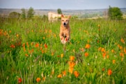 A joyful dog runs through a vibrant field filled with blooming orange flowers under a bright sky. The landscape in the background features a house and distant hills, contributing to an idyllic rural setting.