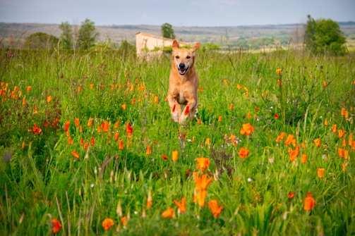 A scenic park view with Koda running joyfully among flowers.