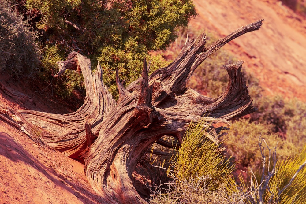 tronco de árbol marrón sobre suelo marrón