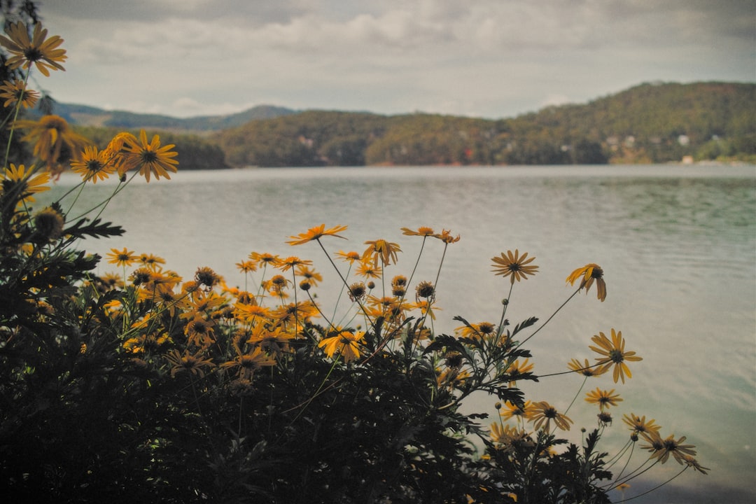 yellow flowers near body of water during daytime