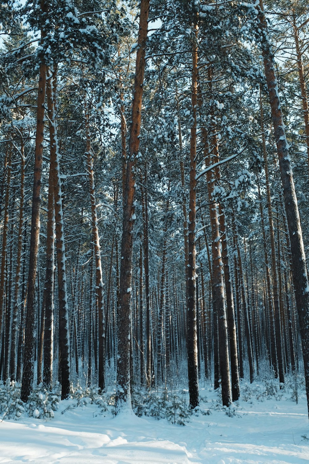 brown trees on snow covered ground during daytime