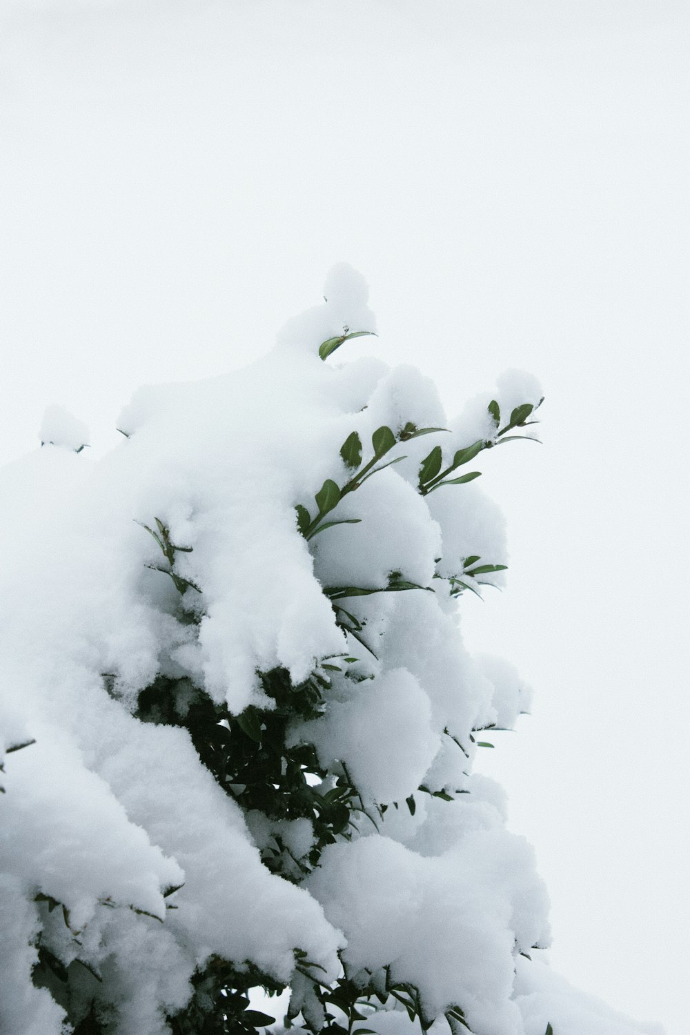 green plant covered with snow