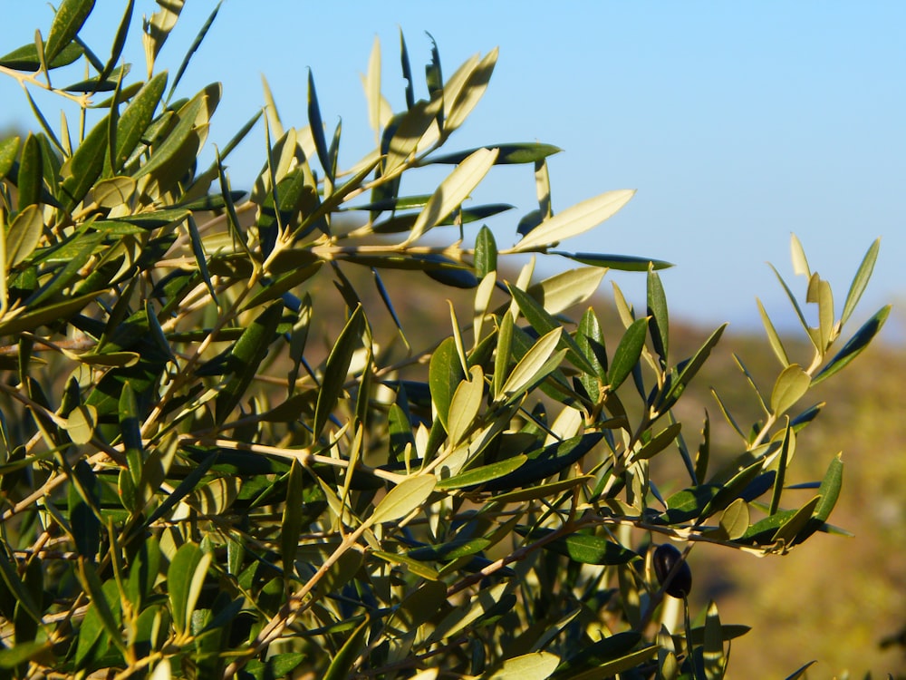 green plant under blue sky during daytime