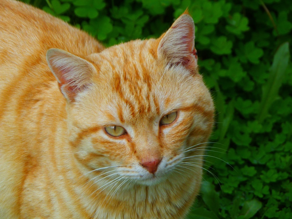 gato tabby laranja em folhas verdes