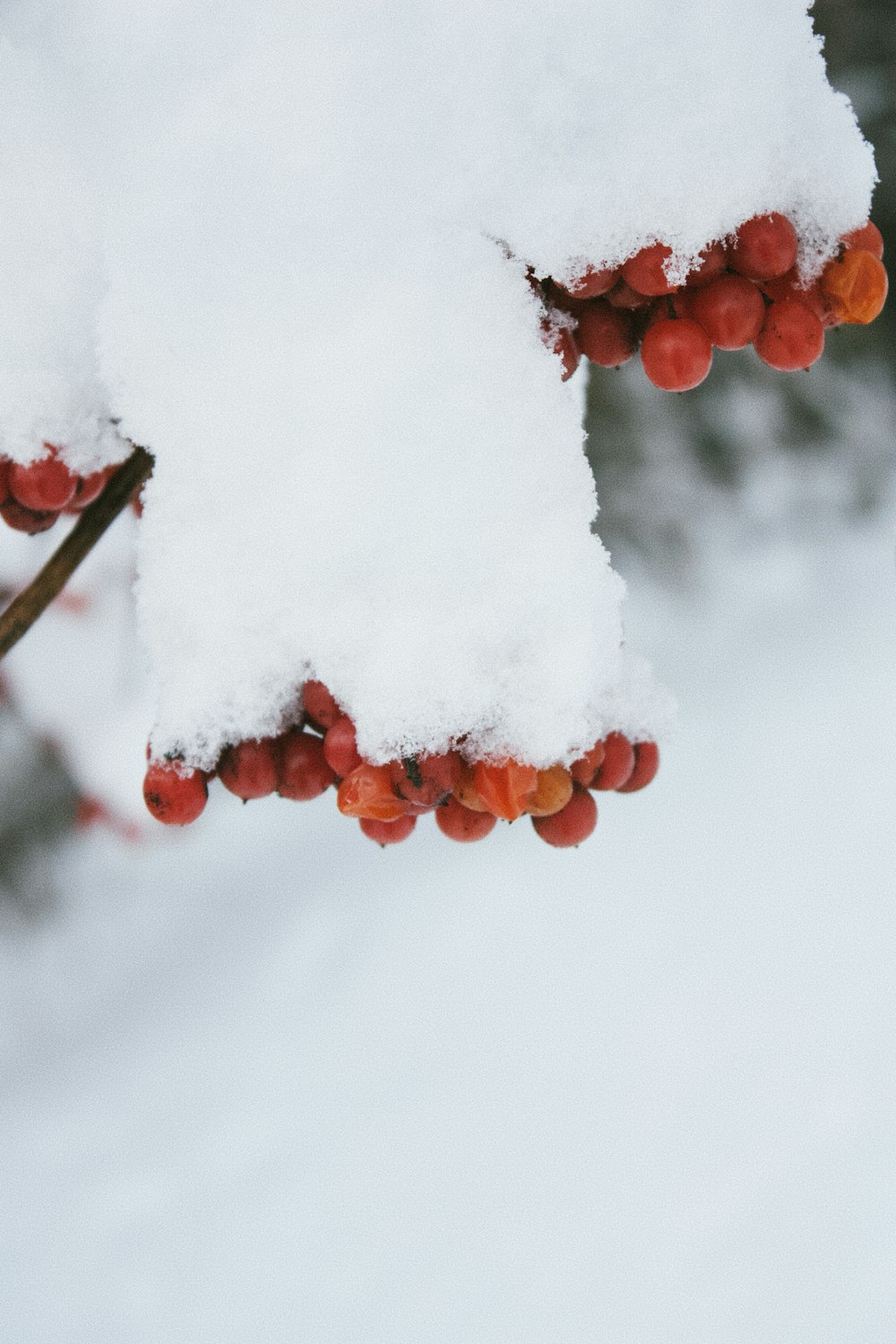 red round fruit covered with snow