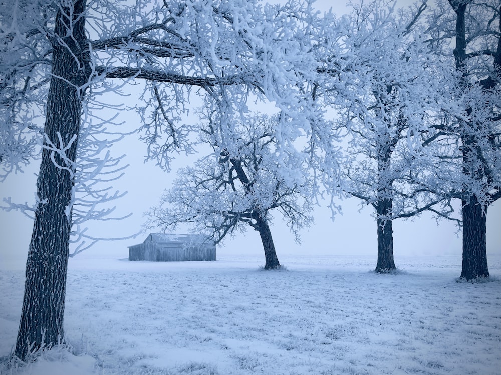 bare tree on snow covered ground during daytime