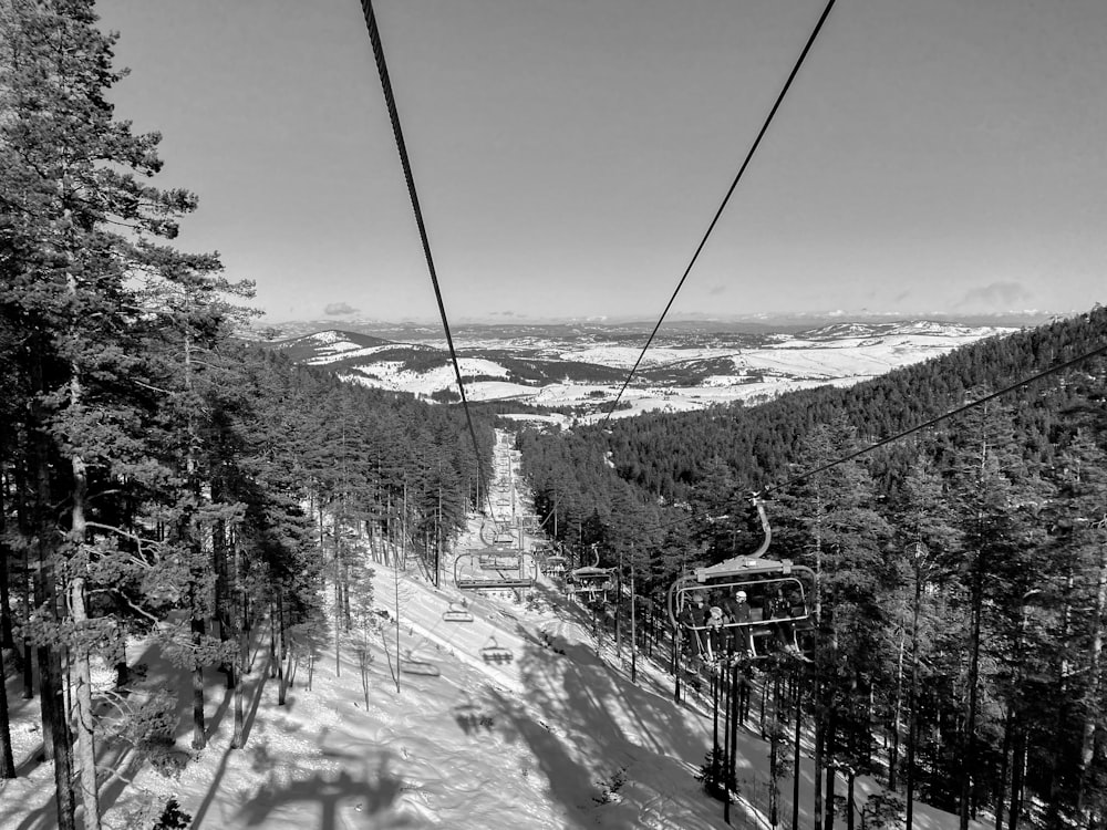 grayscale photo of snow covered trees