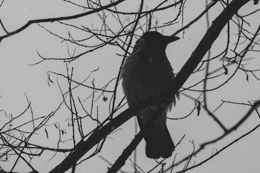 black crow on brown tree branch