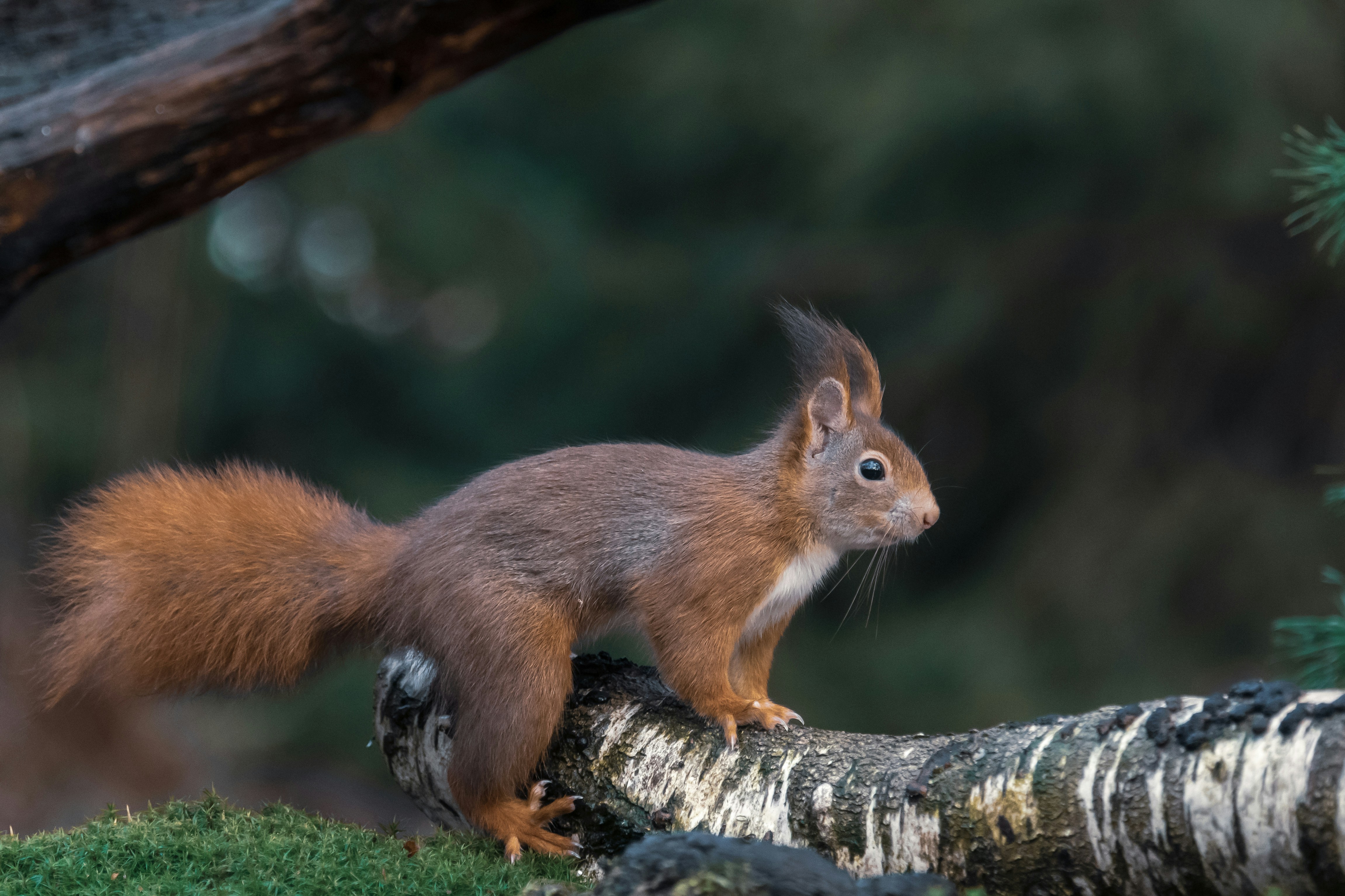 Photo by vincentvanzalinge