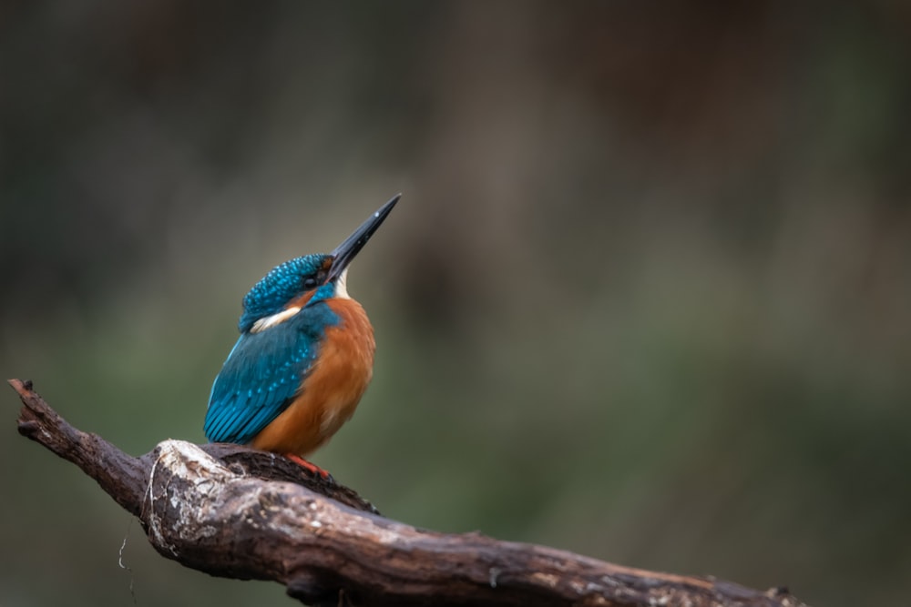 blue and brown bird on brown tree branch