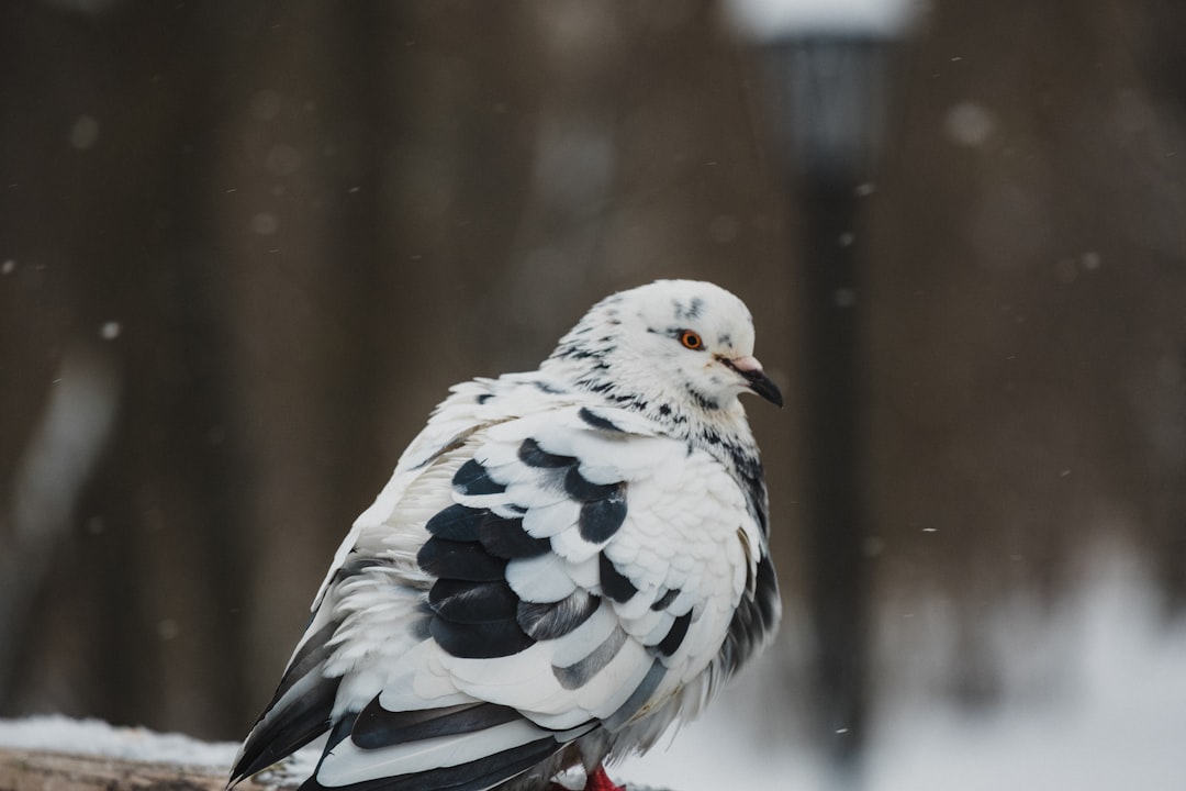 white and black bird in close up photography