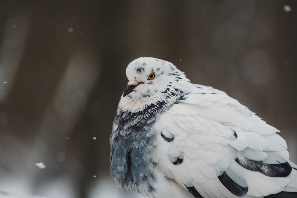 white and black bird in close up photography