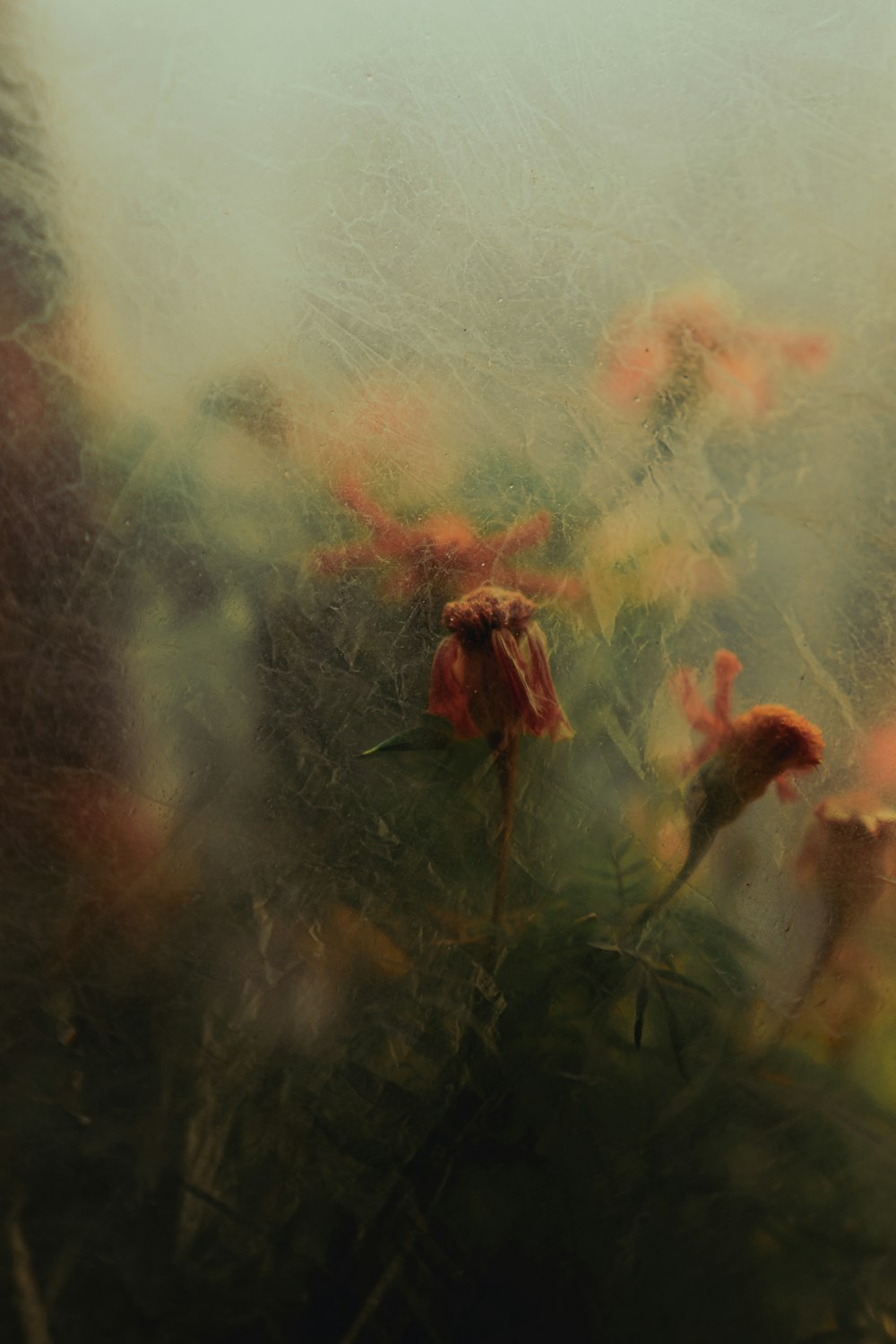 red flower in the forest