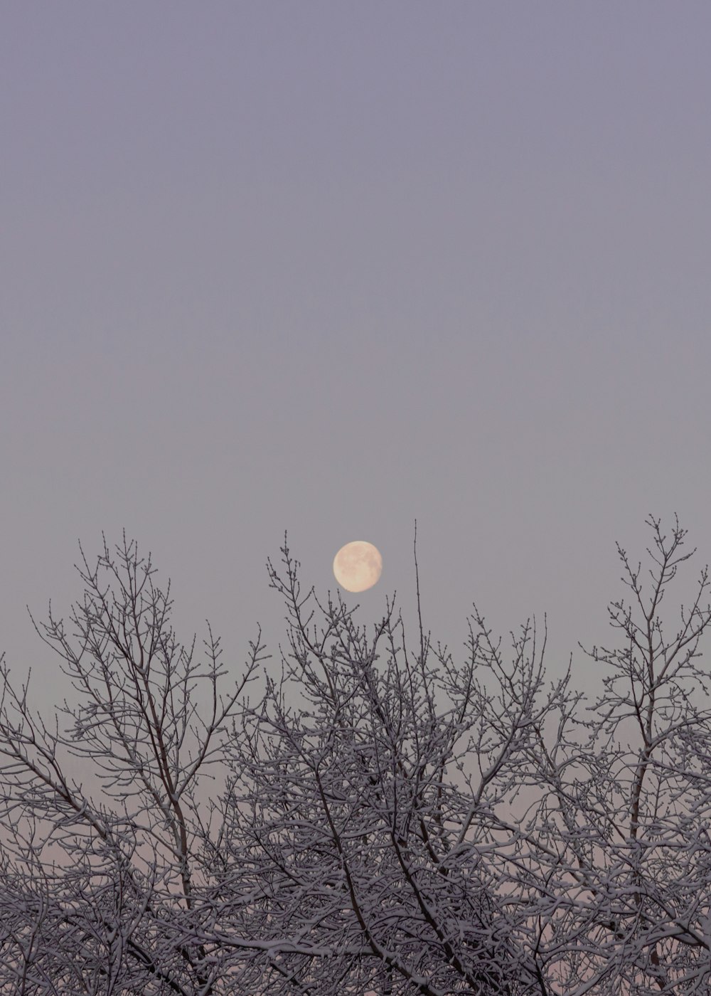 bare trees under gray sky during daytime