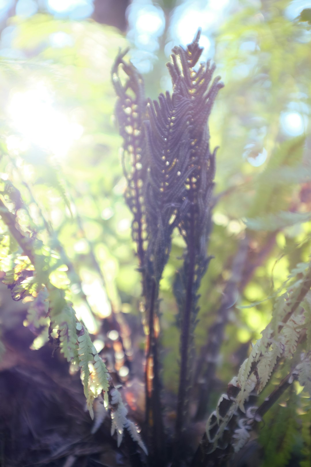 green plant in tilt shift lens