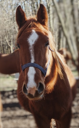 A chestnut horse with a white stripe on its face is wearing a blue halter. It is standing in a wooded area, and its mane is slightly messy. The background is filled with blurred trees and the lighting suggests a sunny day.
