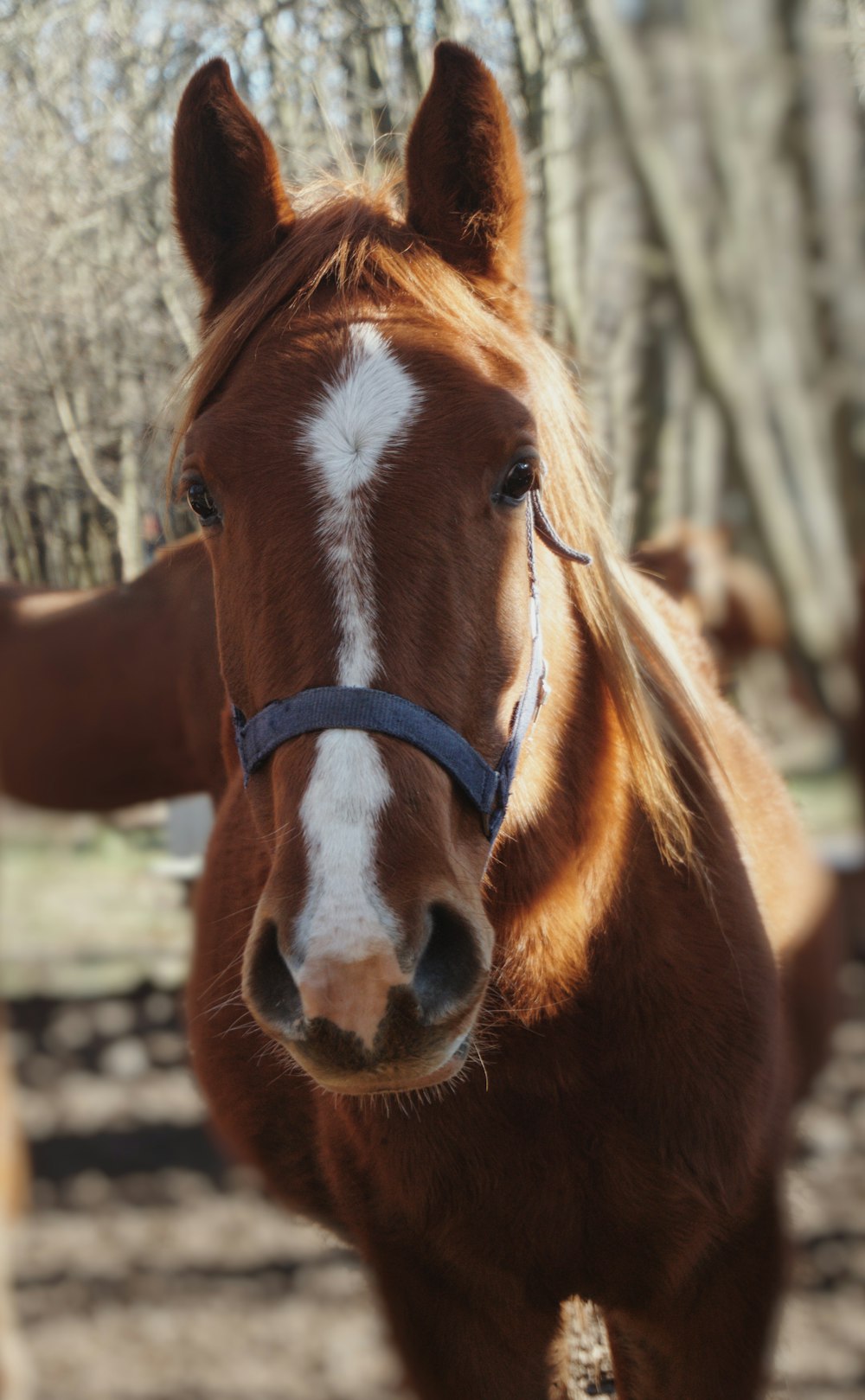 brown and white horse during daytime