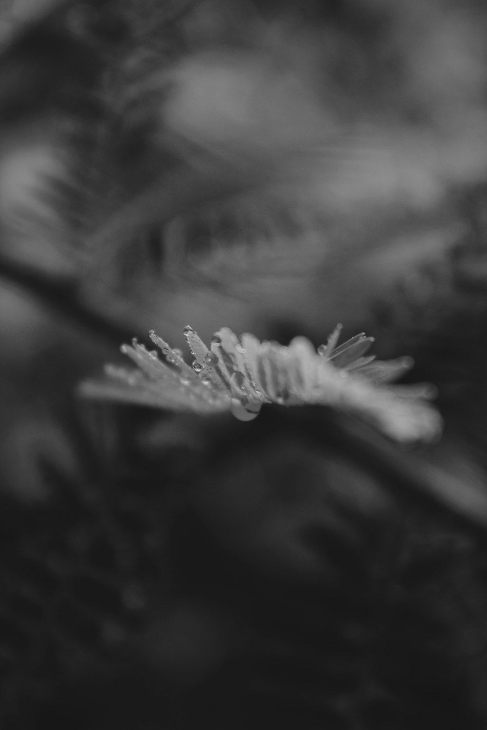 grayscale photo of plant with water droplets