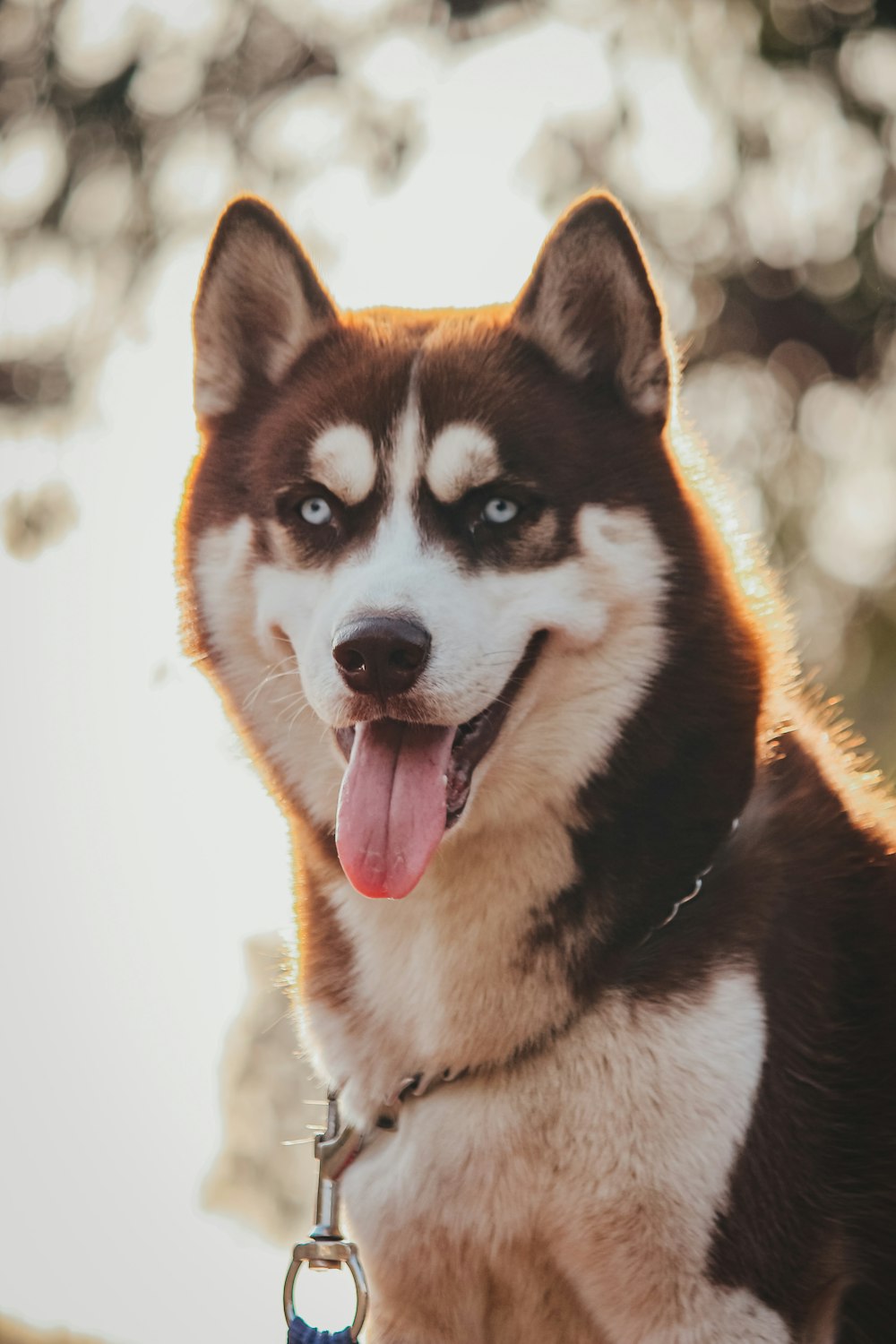 brown and white siberian husky on snow covered ground during daytime