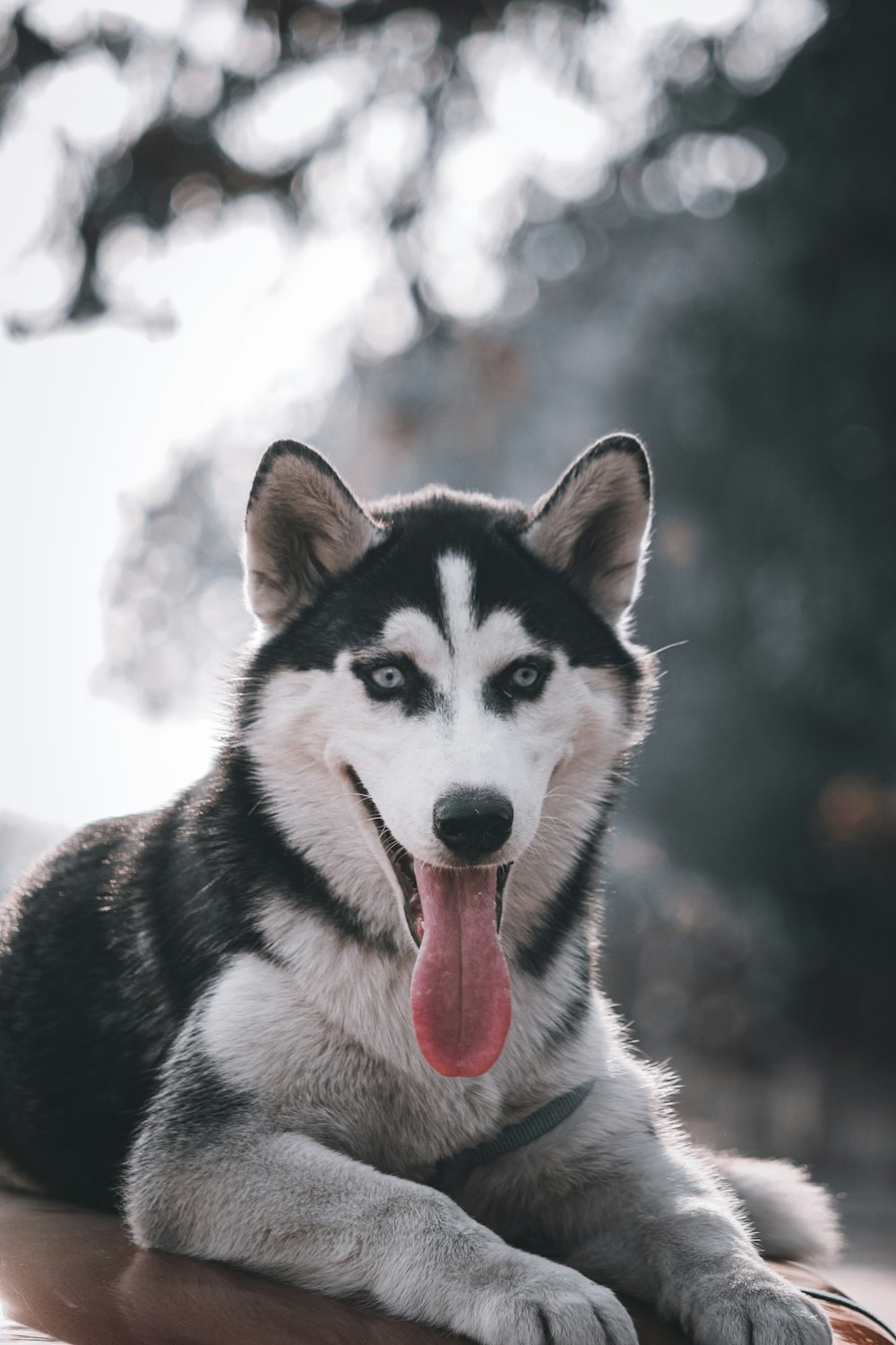 黒と白のシベリアン ハスキーの写真 Unsplashで見つける犬の無料写真