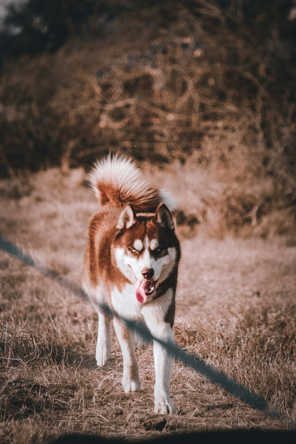 brown and white siberian husky on brown grass field during daytime