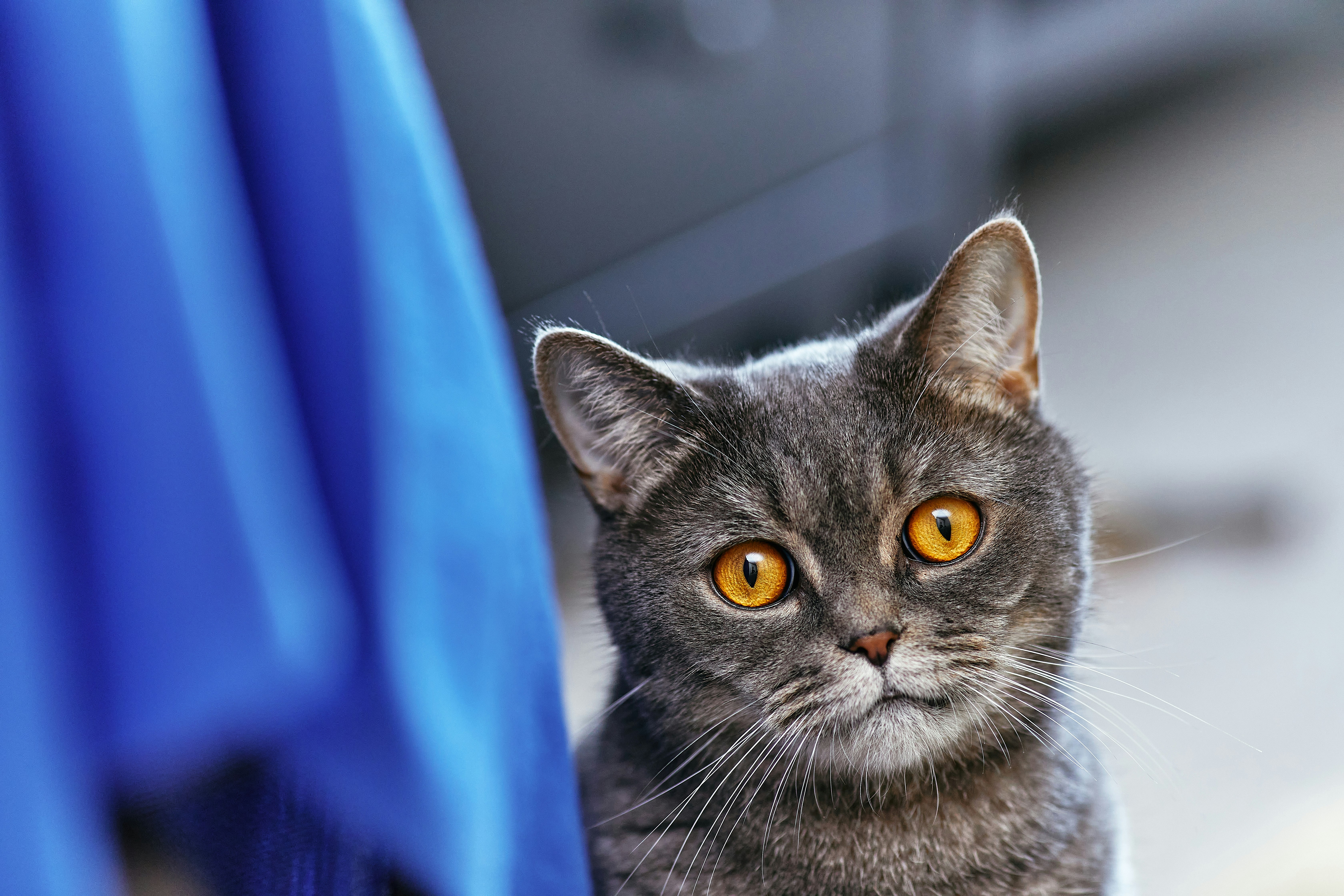 A fluffy purebred domestic British cat with bright orange eyes looks curiously at the camera. The muzzle of a fluffy cute house cat in close-up. Horizontal background with cat and blue curtain for publications and design