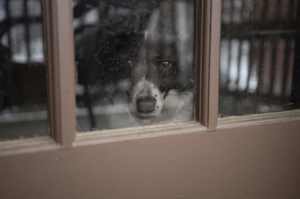 black and white short coated dog on window