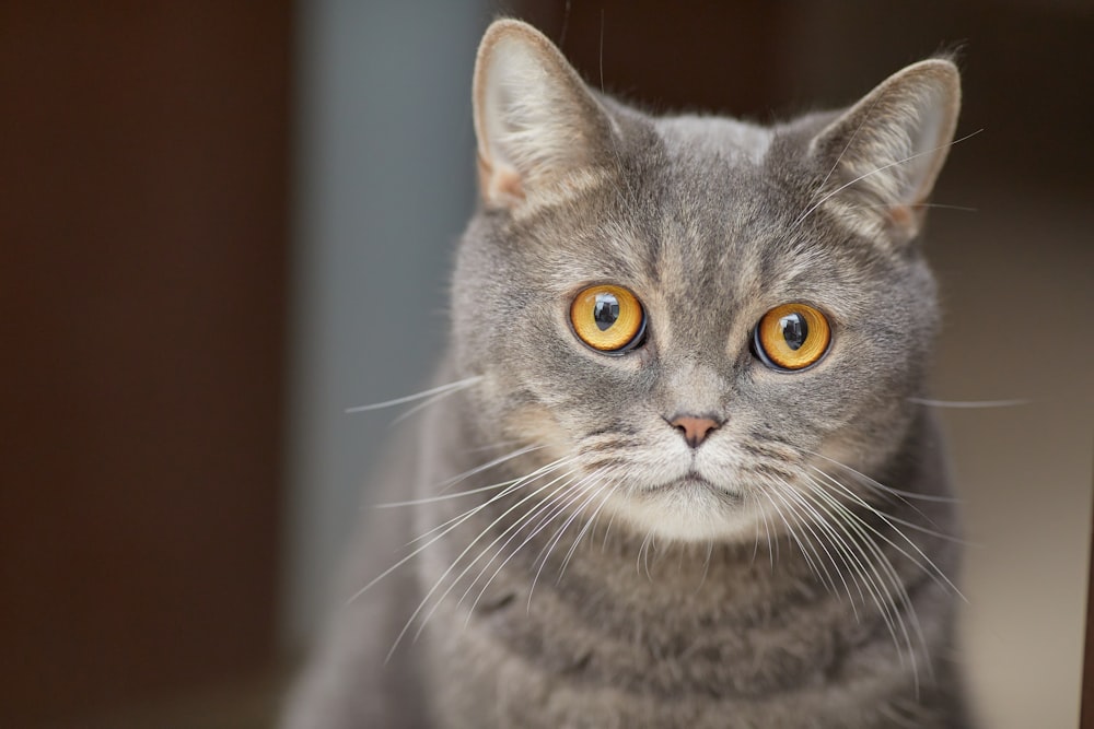 russian blue cat in close up photography