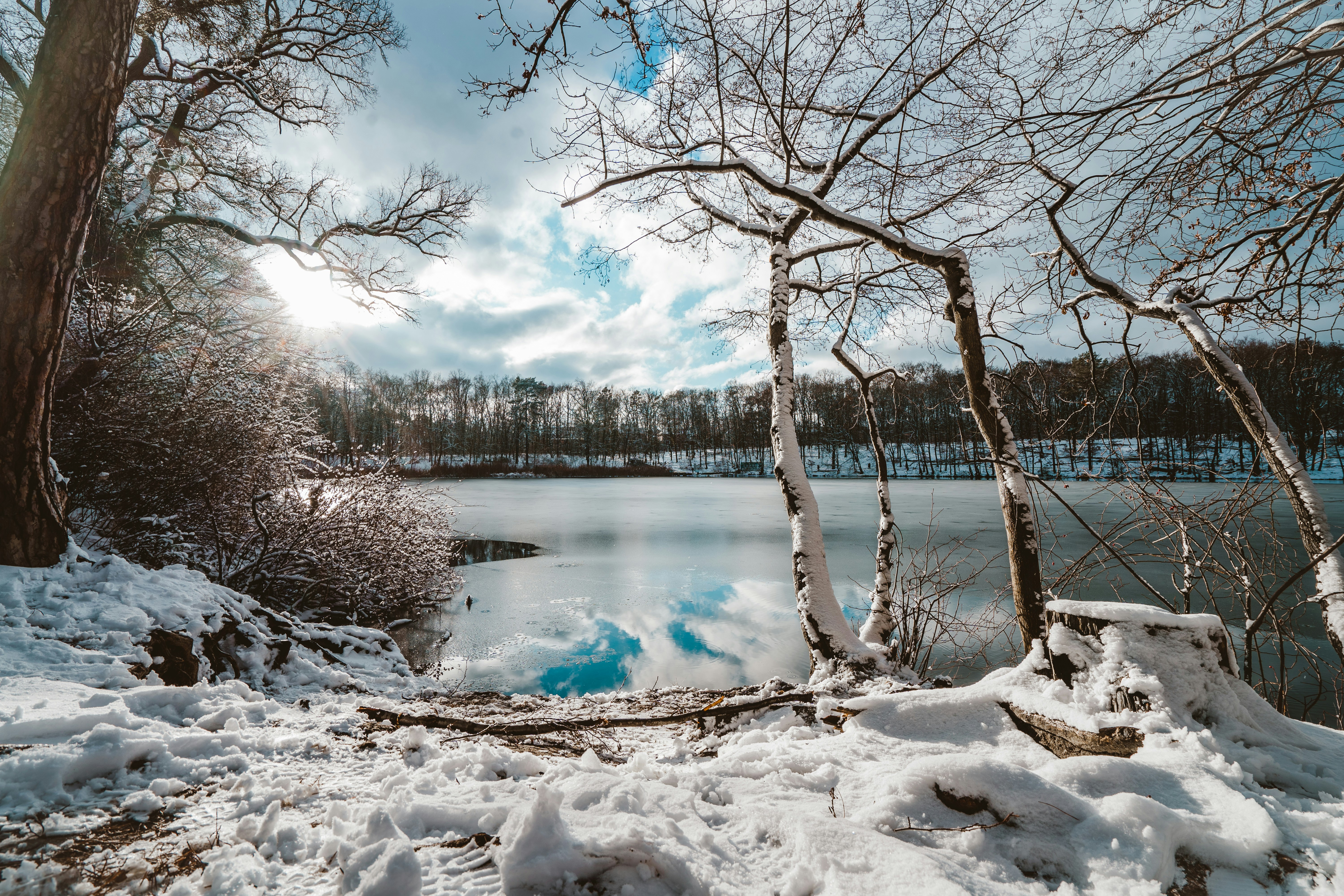 snow covered trees near lake under blue sky during daytime