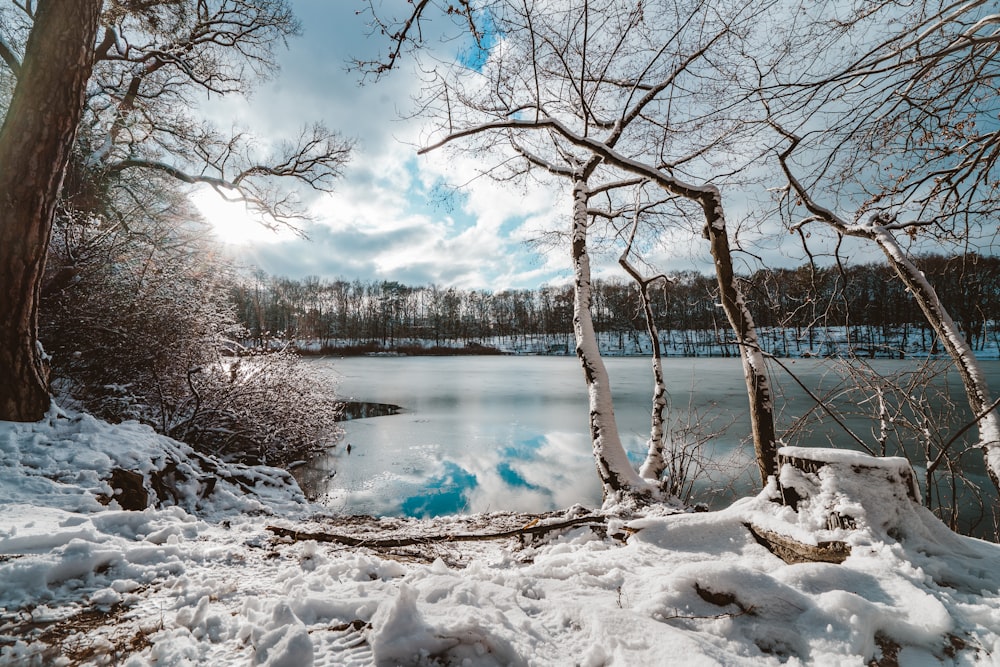 昼間の青空の下、湖畔の雪に覆われた木々