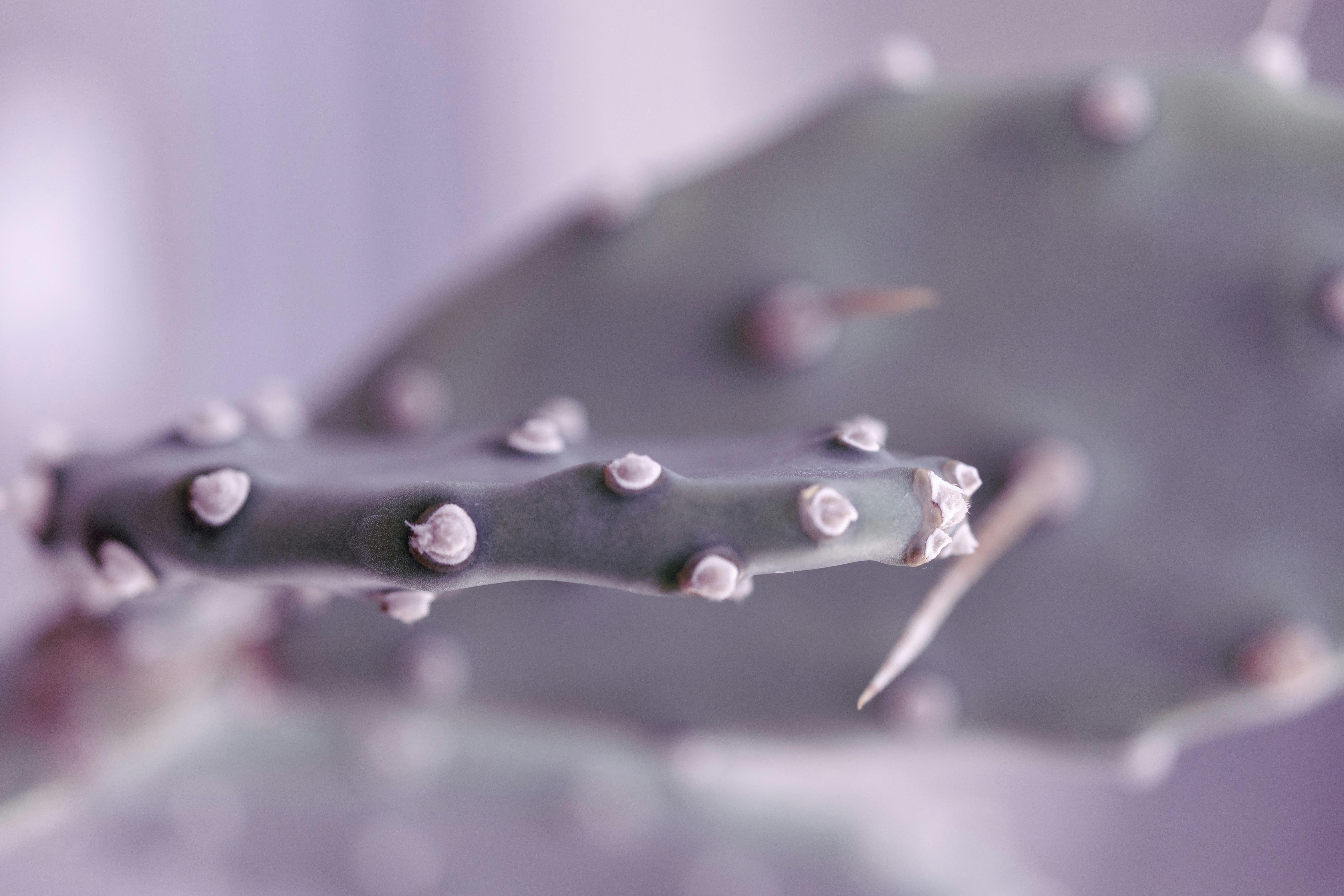 water droplets on black metal fence