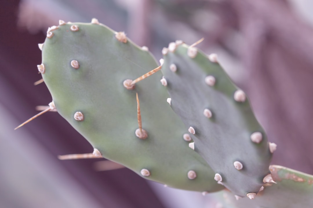 green cactus plant in close up photography