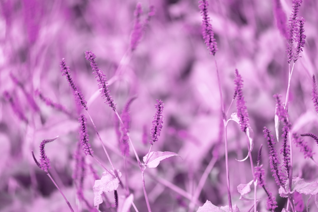 green plant in close up photography