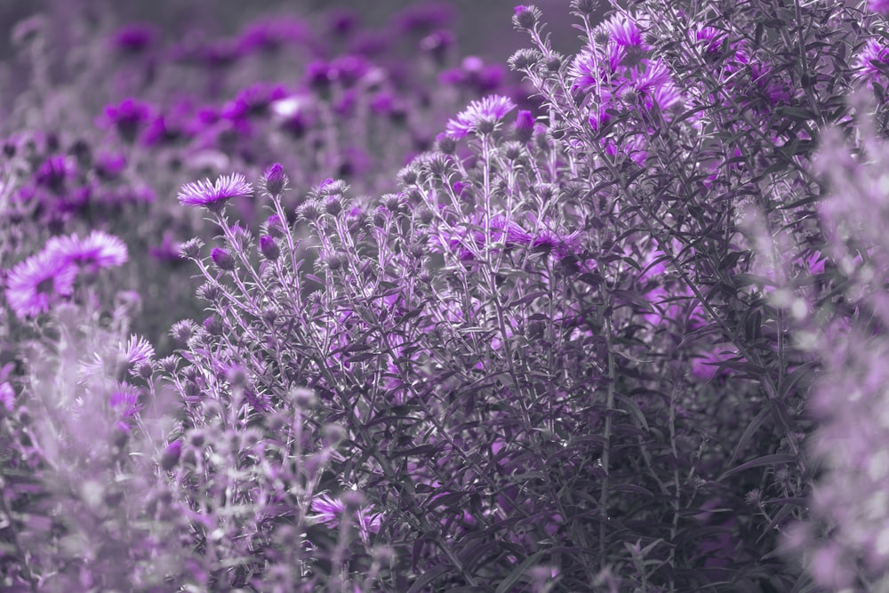 purple flowers in tilt shift lens