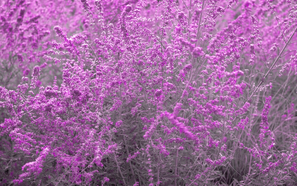 flores púrpuras en un campo de hierba verde
