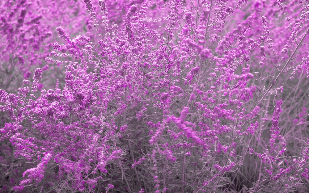 purple flowers on green grass field