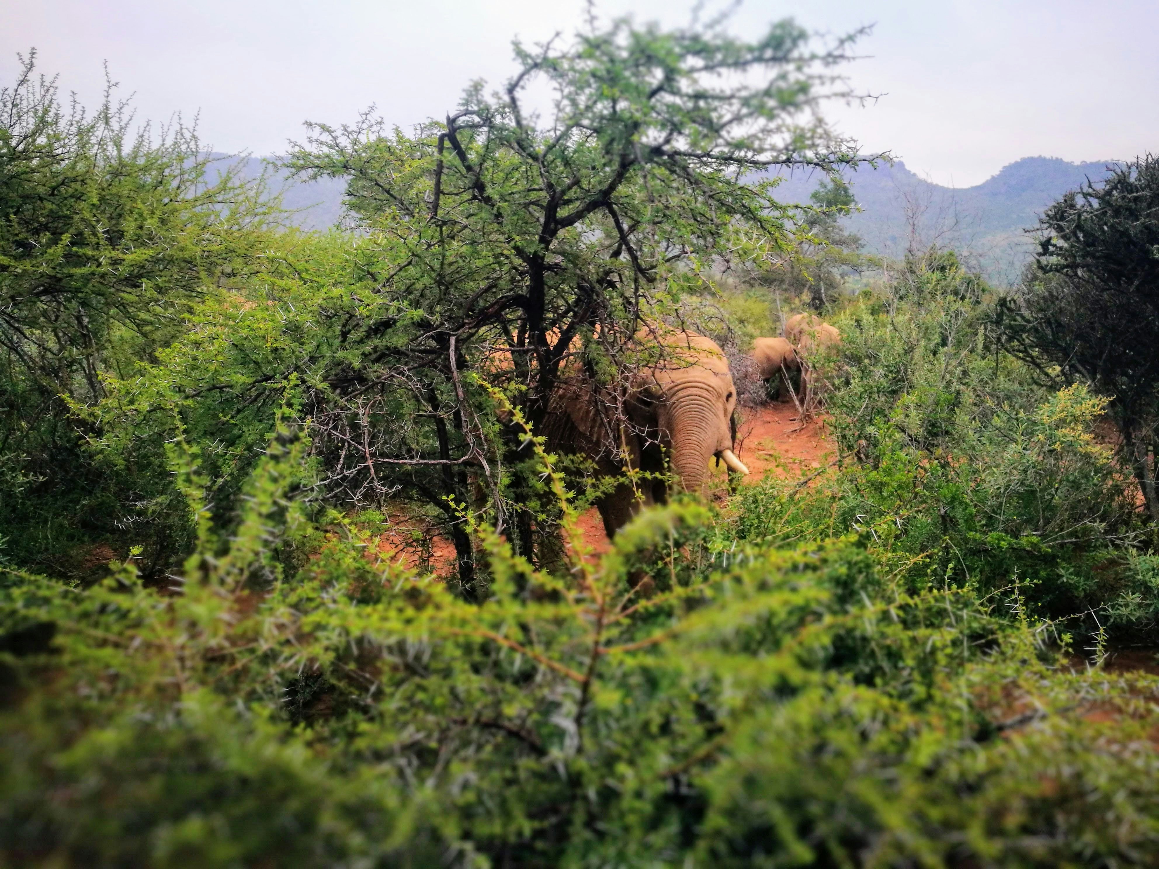 Elephant Trunk Hill photo 2