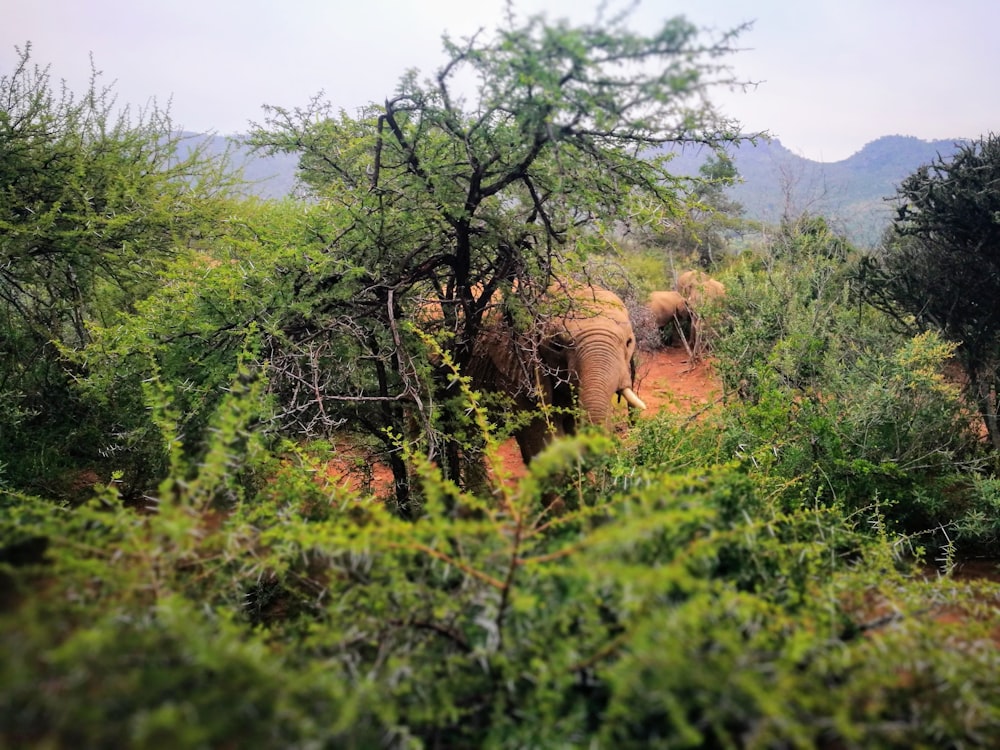 Elefante marrón en el campo de hierba verde durante el día