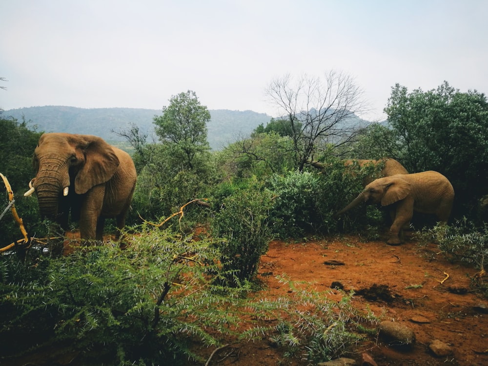 brown elephant on brown grass field during daytime