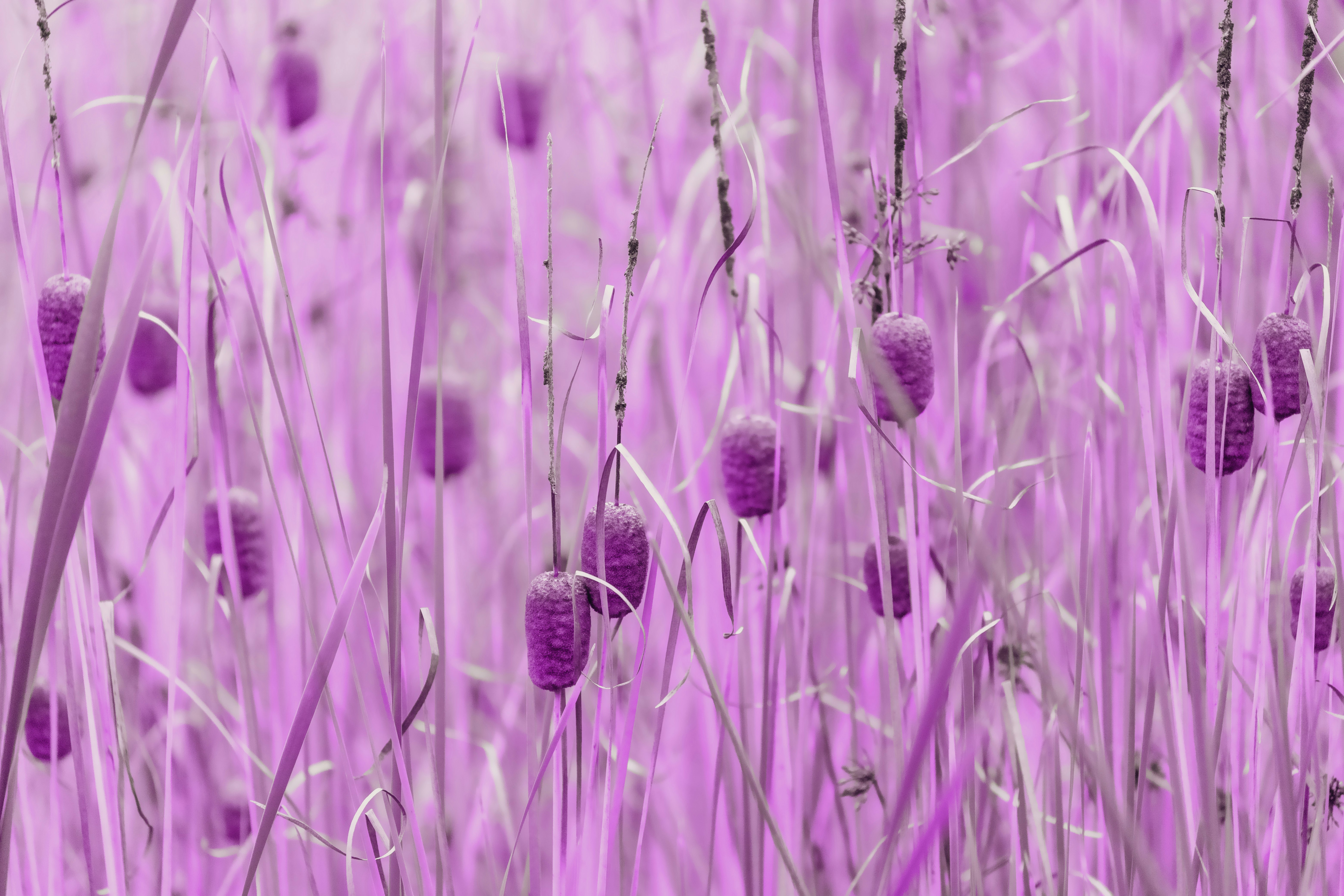 green grass in close up photography