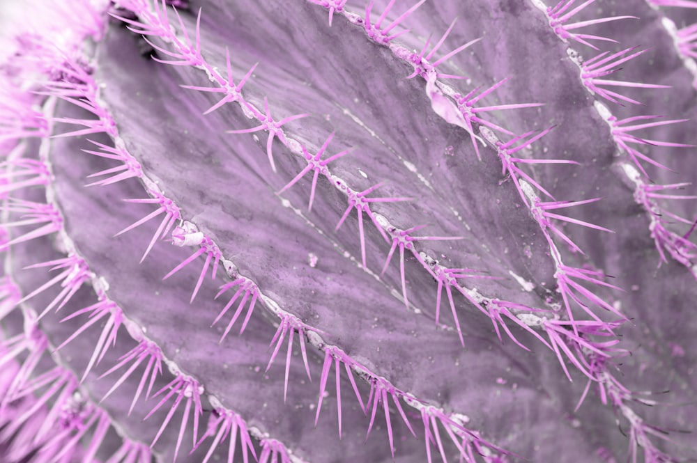 green leaf in close up photography