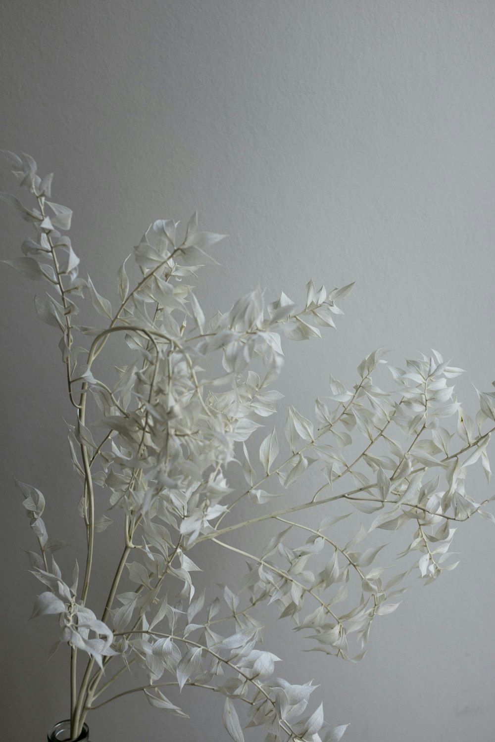 white flowers on white wall