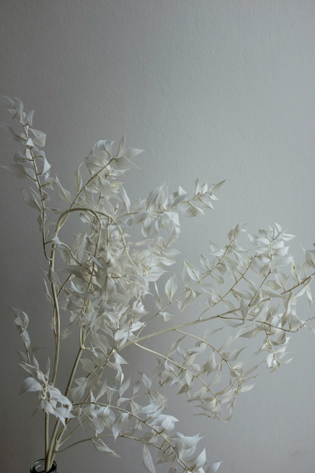 white flowers on white wall
