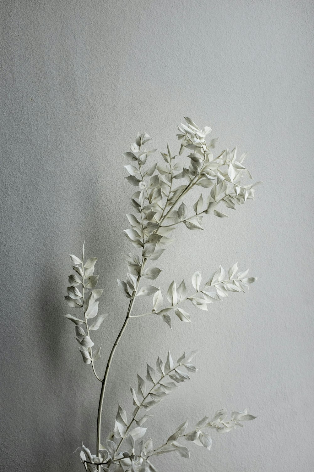 white flower on white wall